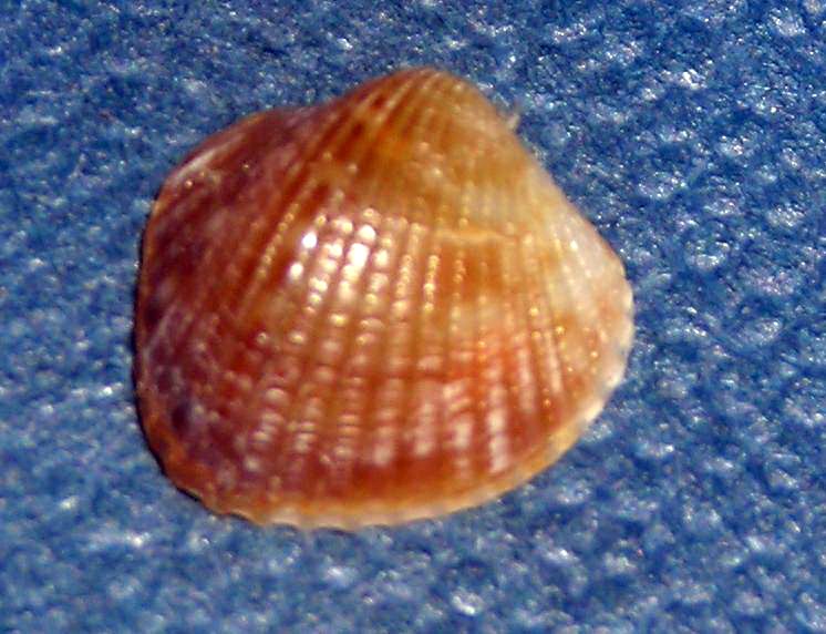 Conchiglie da Tirrenia.